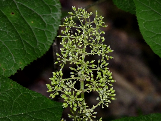 {Aralia racemosa}